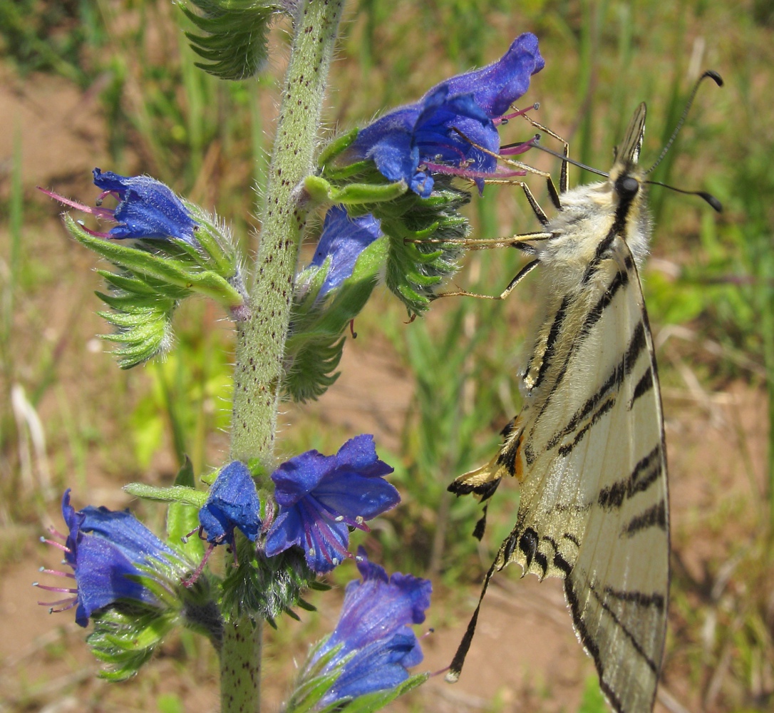 Изображение особи Echium vulgare.