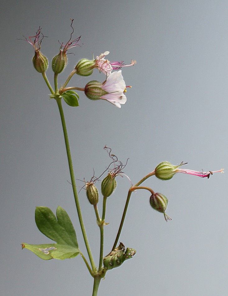 Изображение особи Geranium × cantabrigiense.