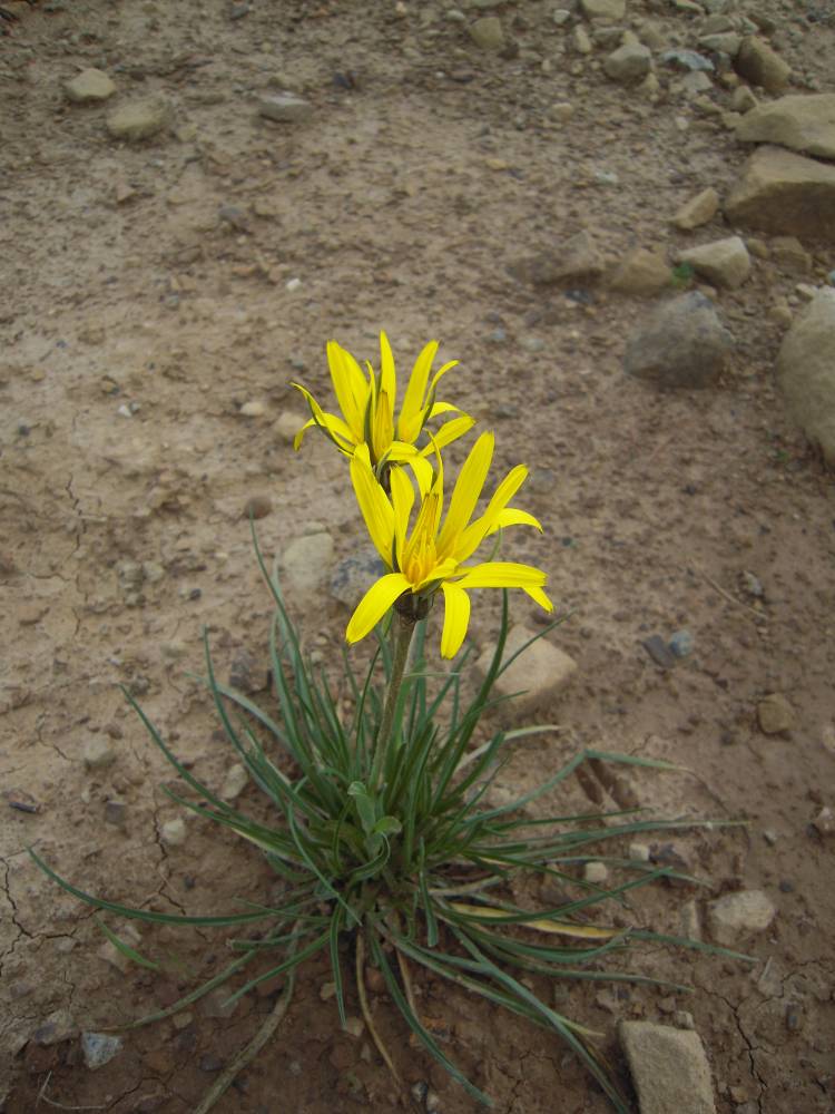 Image of Scorzonera filifolia specimen.