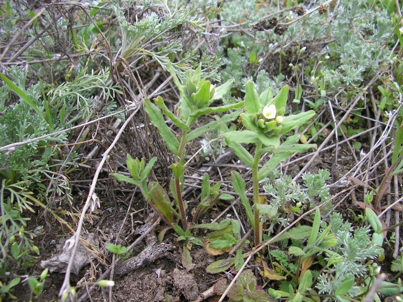 Image of Buglossoides rochelii specimen.