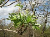 Sorbus domestica