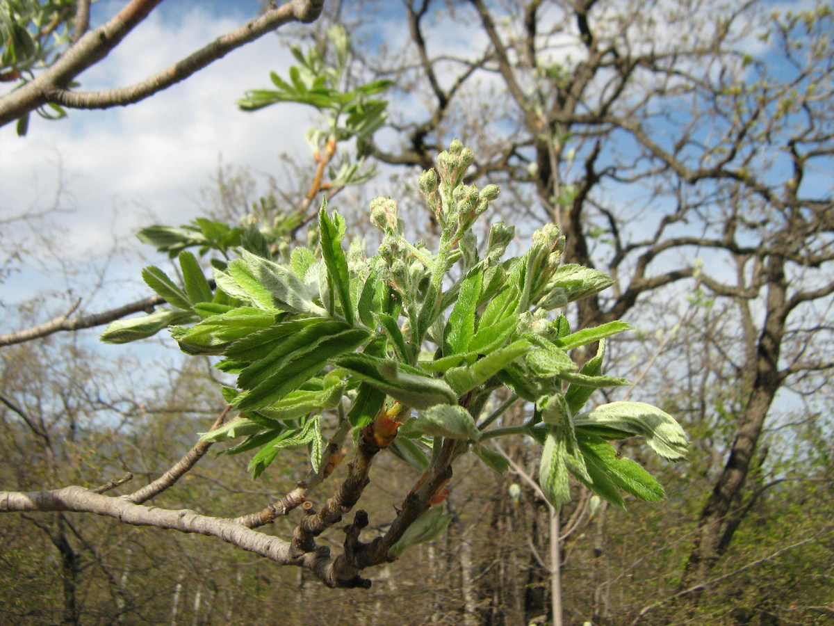 Image of Sorbus domestica specimen.