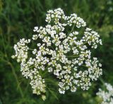 Chaerophyllum bulbosum. Соцветие. Московская обл., пойма р. Русса. 28.06.2012.