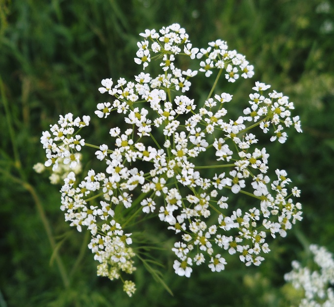 Image of Chaerophyllum bulbosum specimen.