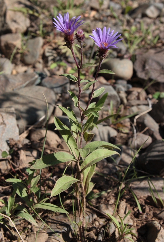 Image of Aster sibiricus specimen.