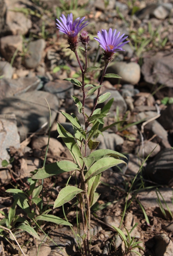 Изображение особи Aster sibiricus.