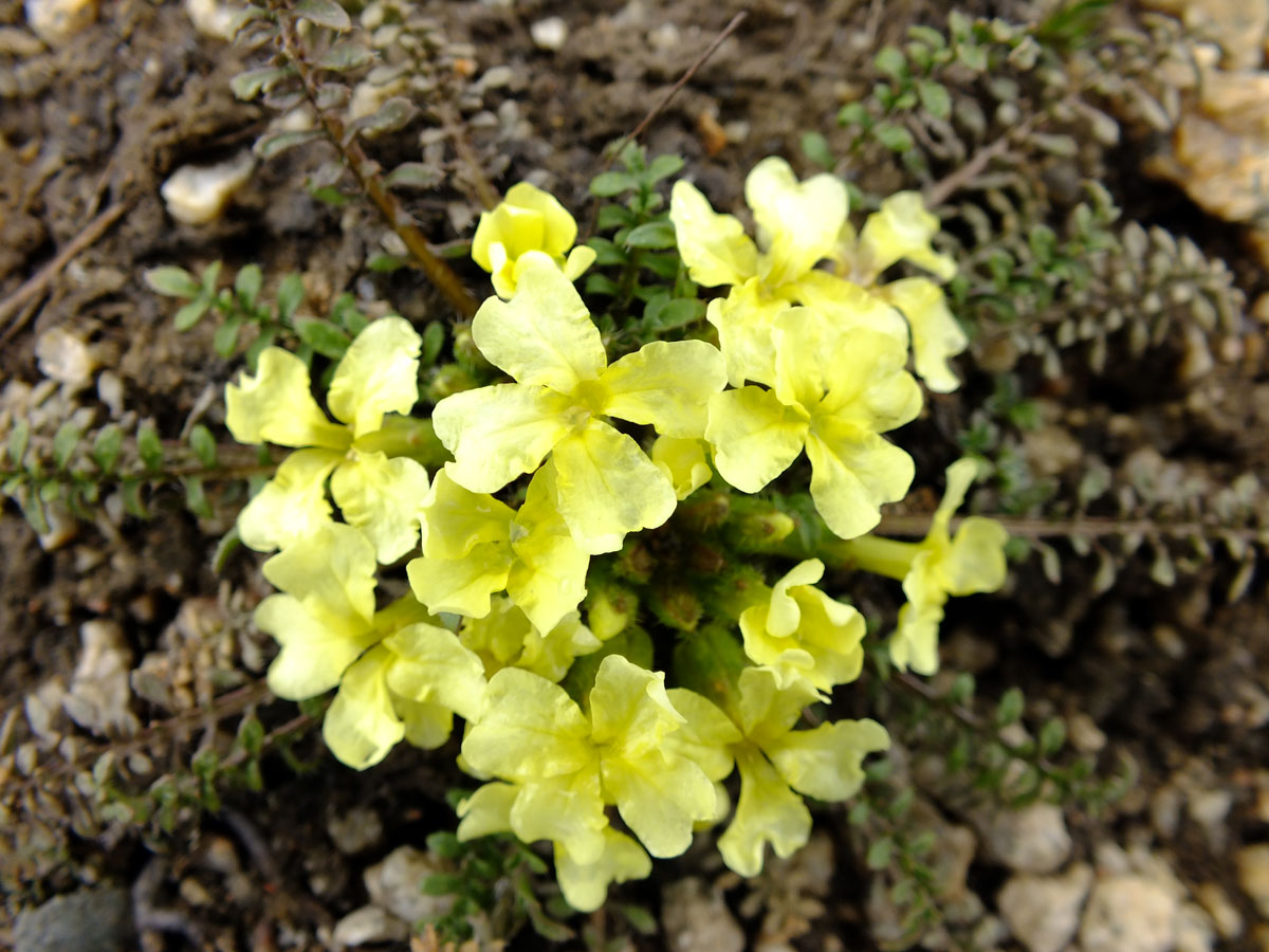 Image of Chorispora songarica specimen.