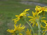 Senecio buschianus