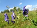 Aconitum volubile