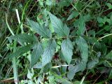 Filipendula ulmaria