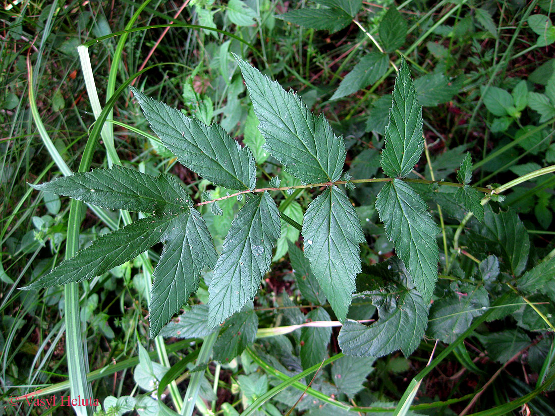 Image of Filipendula ulmaria specimen.