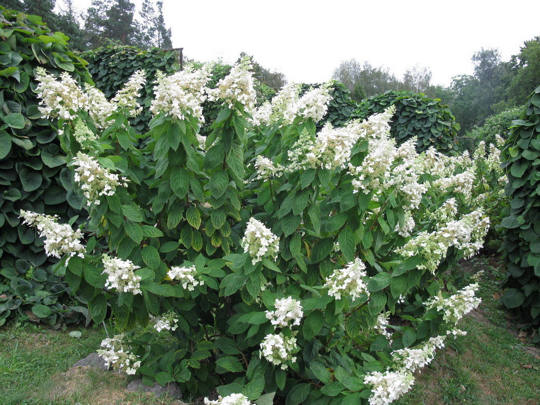 Изображение особи Hydrangea paniculata.