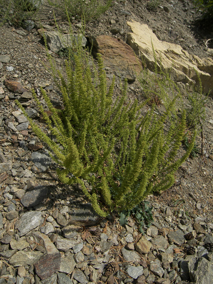 Image of Dysphania botrys specimen.