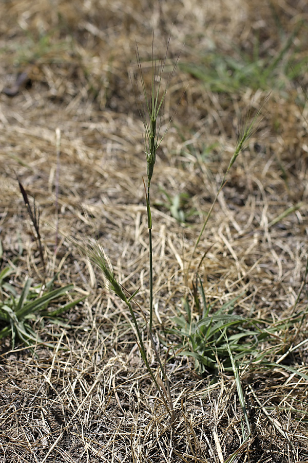 Image of Aegilops triuncialis specimen.