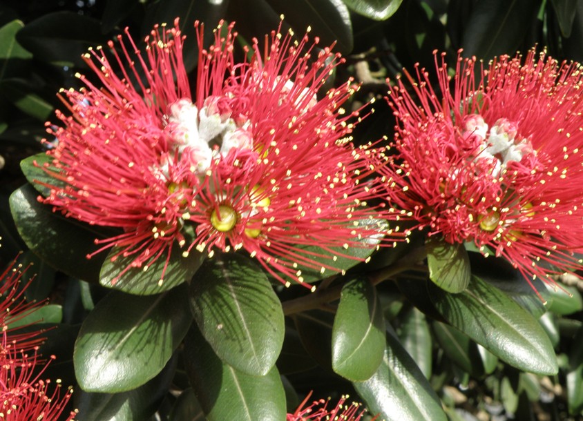 Image of Metrosideros excelsa specimen.