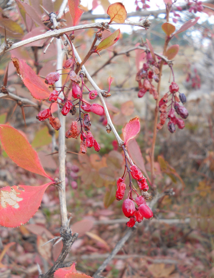 Image of Berberis vulgaris specimen.