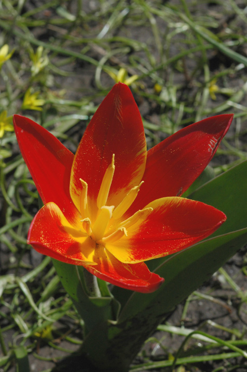 Image of Tulipa kaufmanniana specimen.