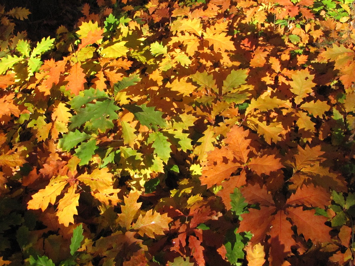 Image of Quercus rubra specimen.