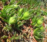 Carpobrotus edulis