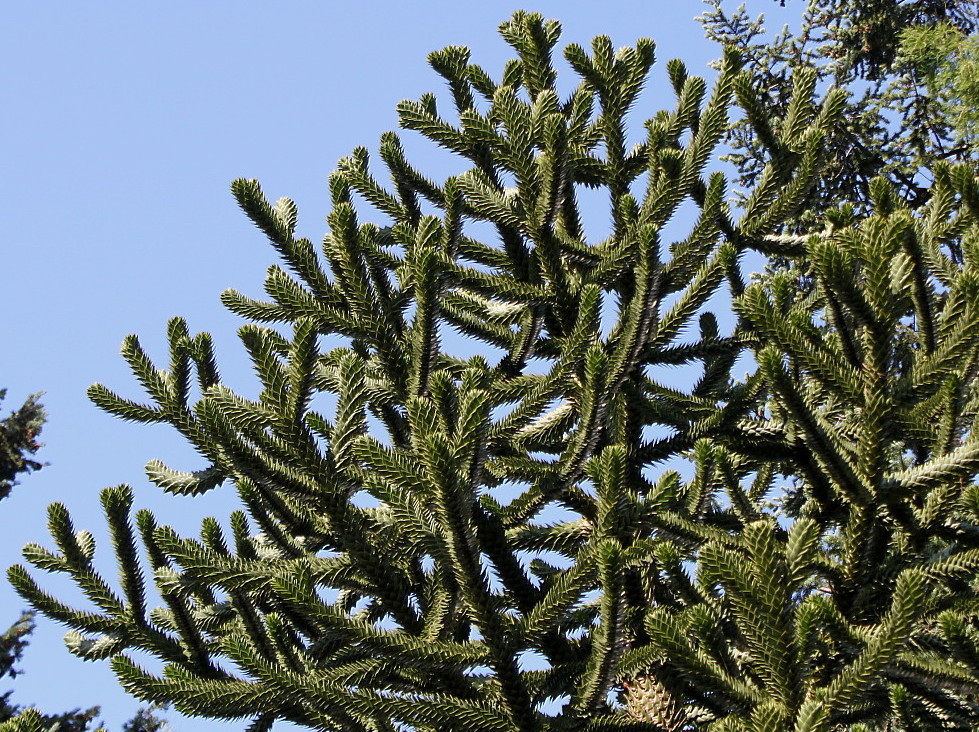 Изображение особи Araucaria araucana.