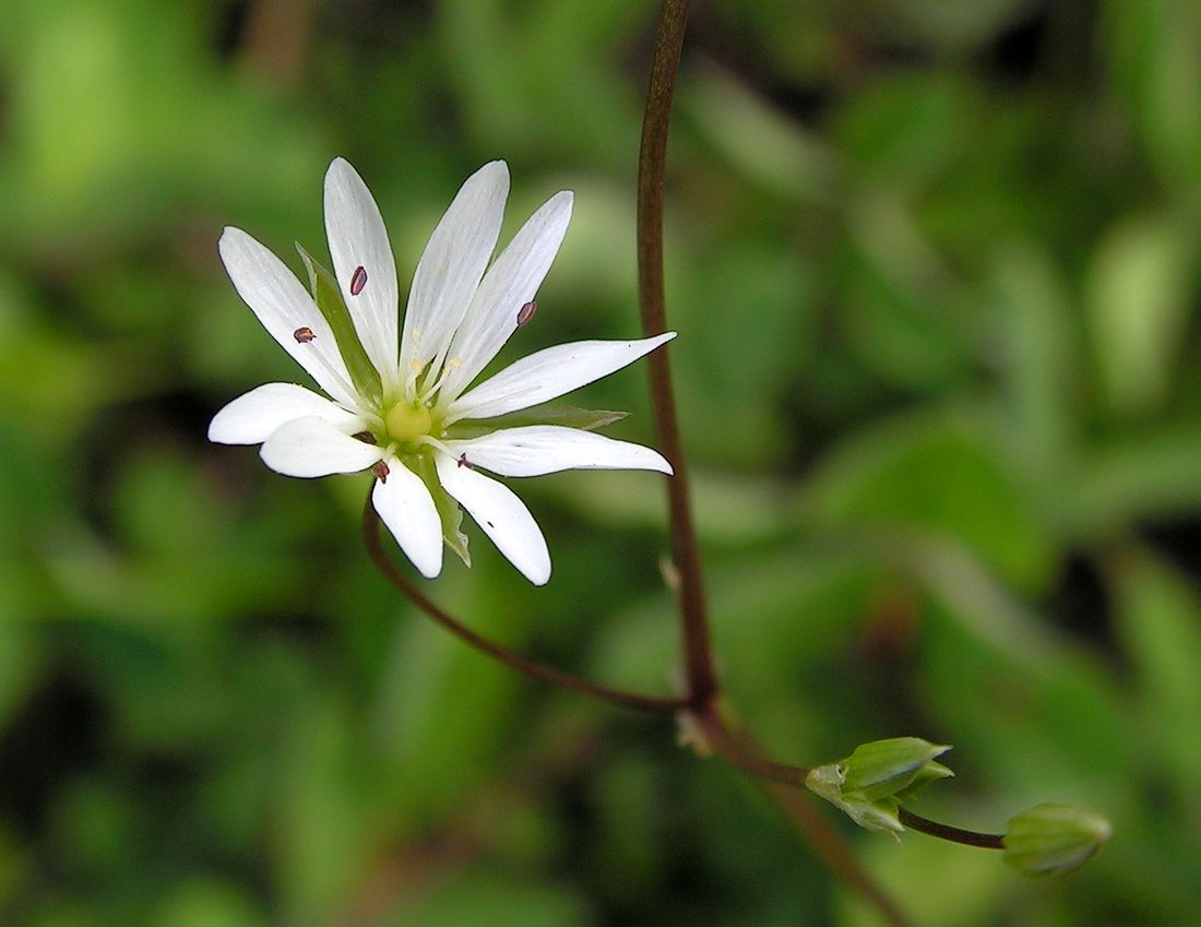 Image of Stellaria longifolia specimen.