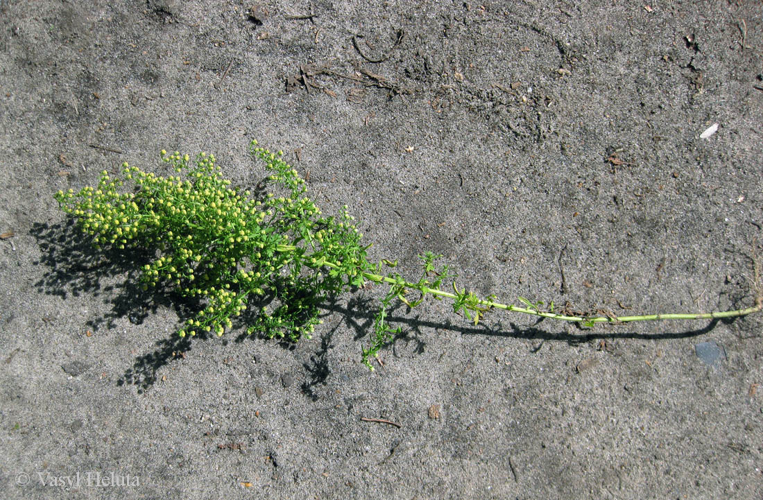 Image of Artemisia annua specimen.