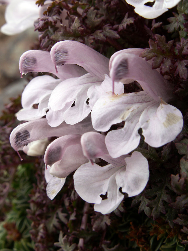 Изображение особи Pedicularis maximowiczii.