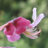 Cercis canadensis