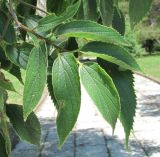 Celtis australis. Верхушка ветви. Абхазия, Гагрский р-н, г. Пицунда, 10.06.2012.
