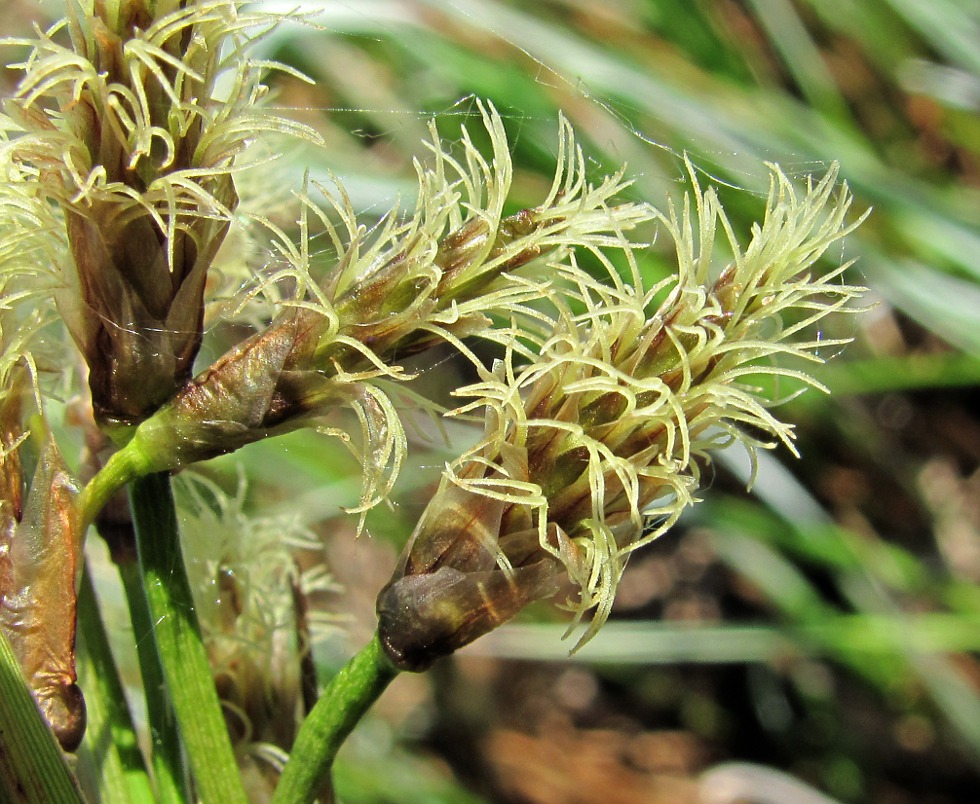 Image of Eriophorum angustifolium specimen.