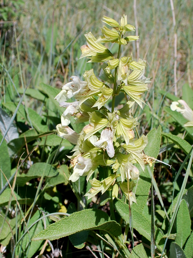 Image of Salvia korolkowii specimen.