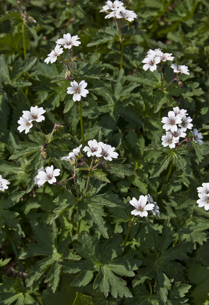 Изображение особи Geranium krylovii.