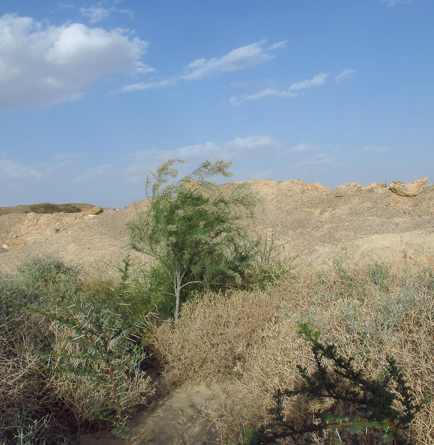 Image of Tamarix nilotica specimen.