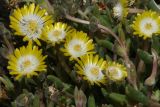 genus Delosperma