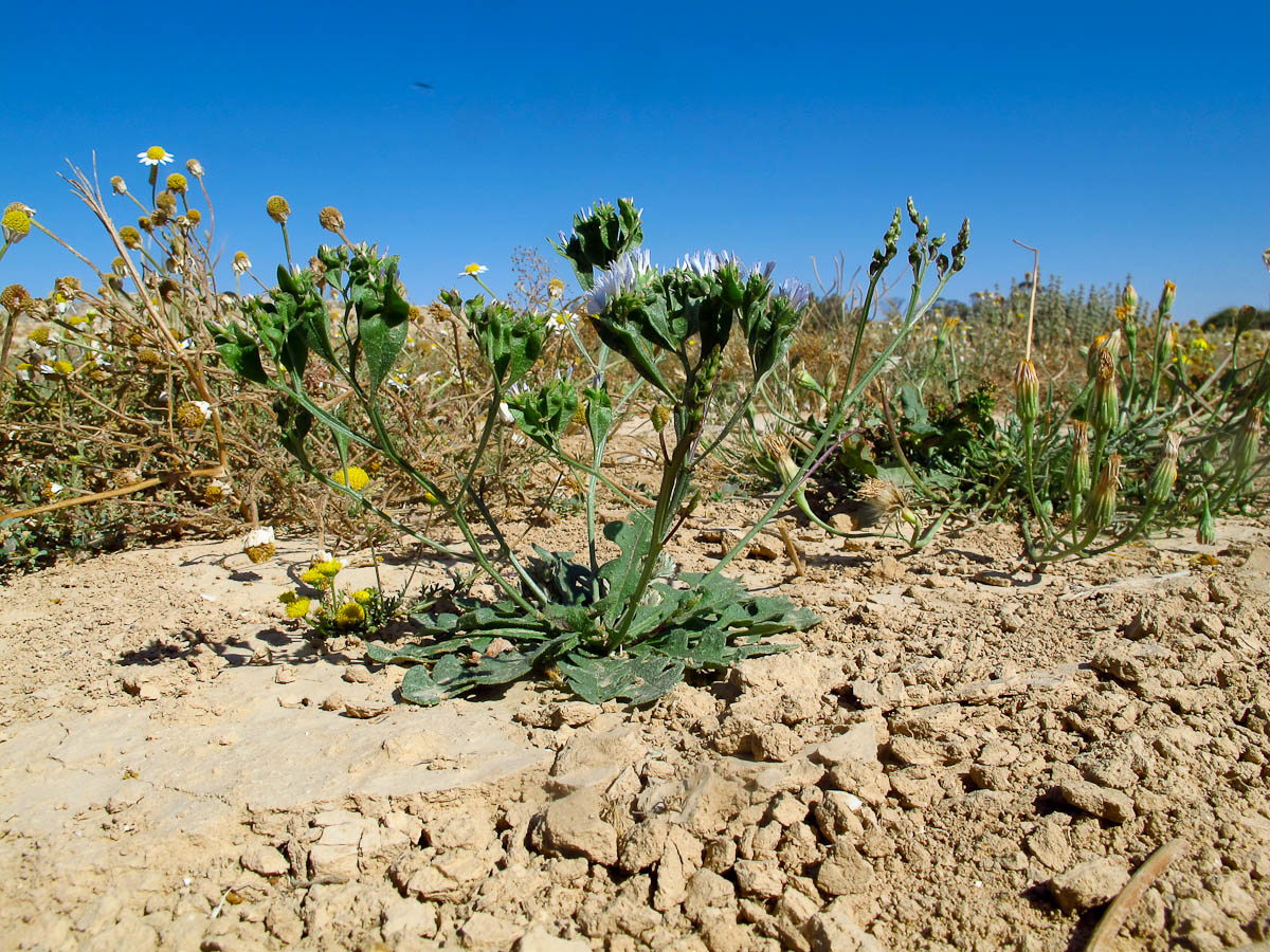 Image of Limonium lobatum specimen.