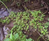 Cardamine amara. Молодая поросль в ручье на дне оврага. Курская обл., г. Железногорск, ур. Опажье. 6 августа 2007 г.