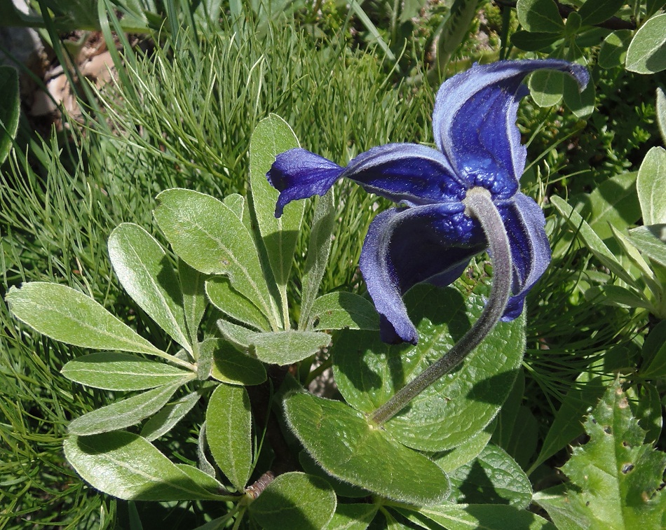 Image of Clematis integrifolia specimen.