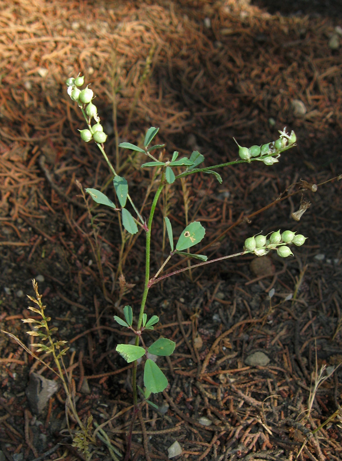 Изображение особи Melilotus neapolitanus.