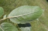 Salix latifolia