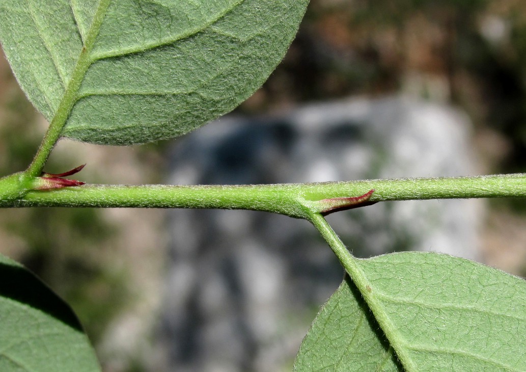 Image of Cotoneaster melanocarpus specimen.