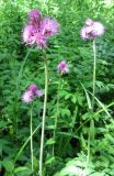 Cirsium rivulare