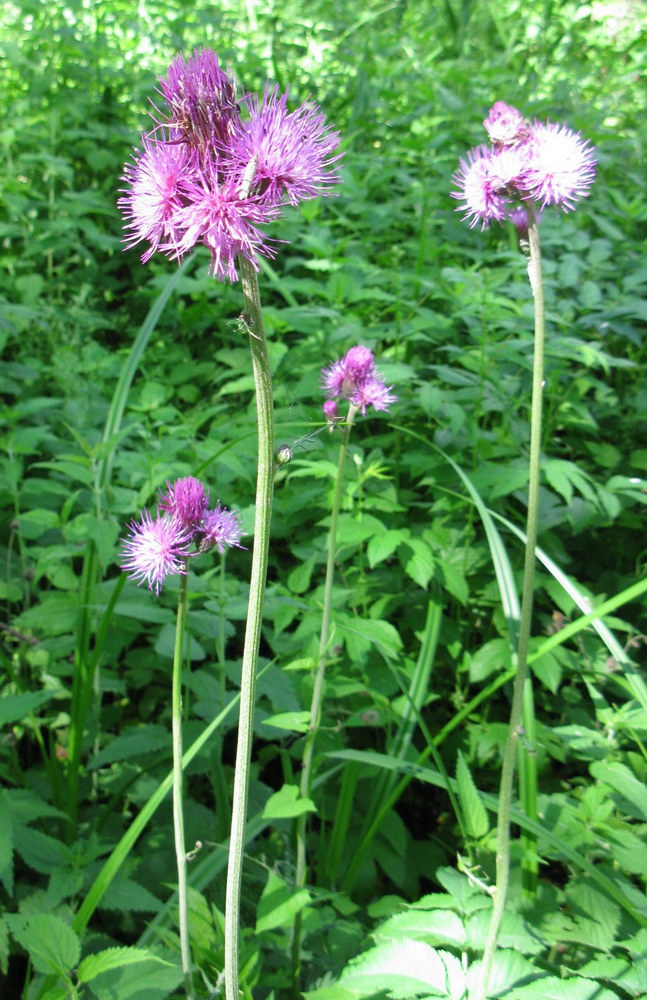 Image of Cirsium rivulare specimen.