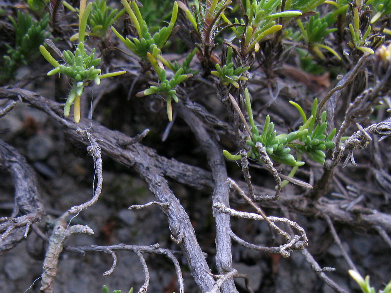 Изображение особи Thymus helendzhicus.