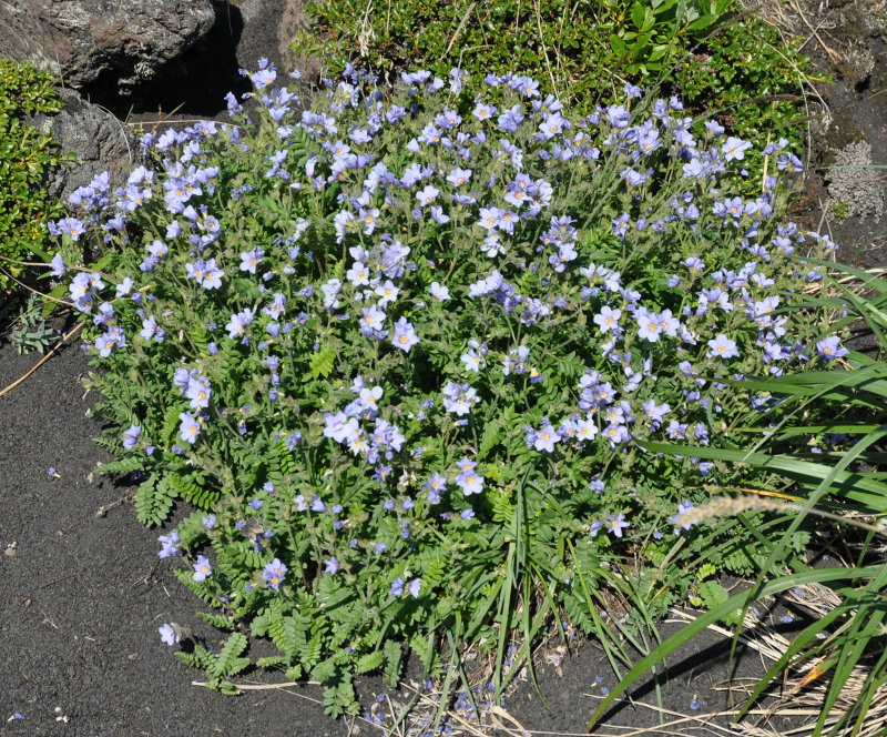 Изображение особи Polemonium boreale.