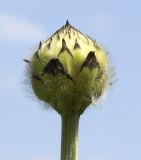 Image of taxon representative. Author is Валерий Куделя