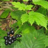 Actaea spicata