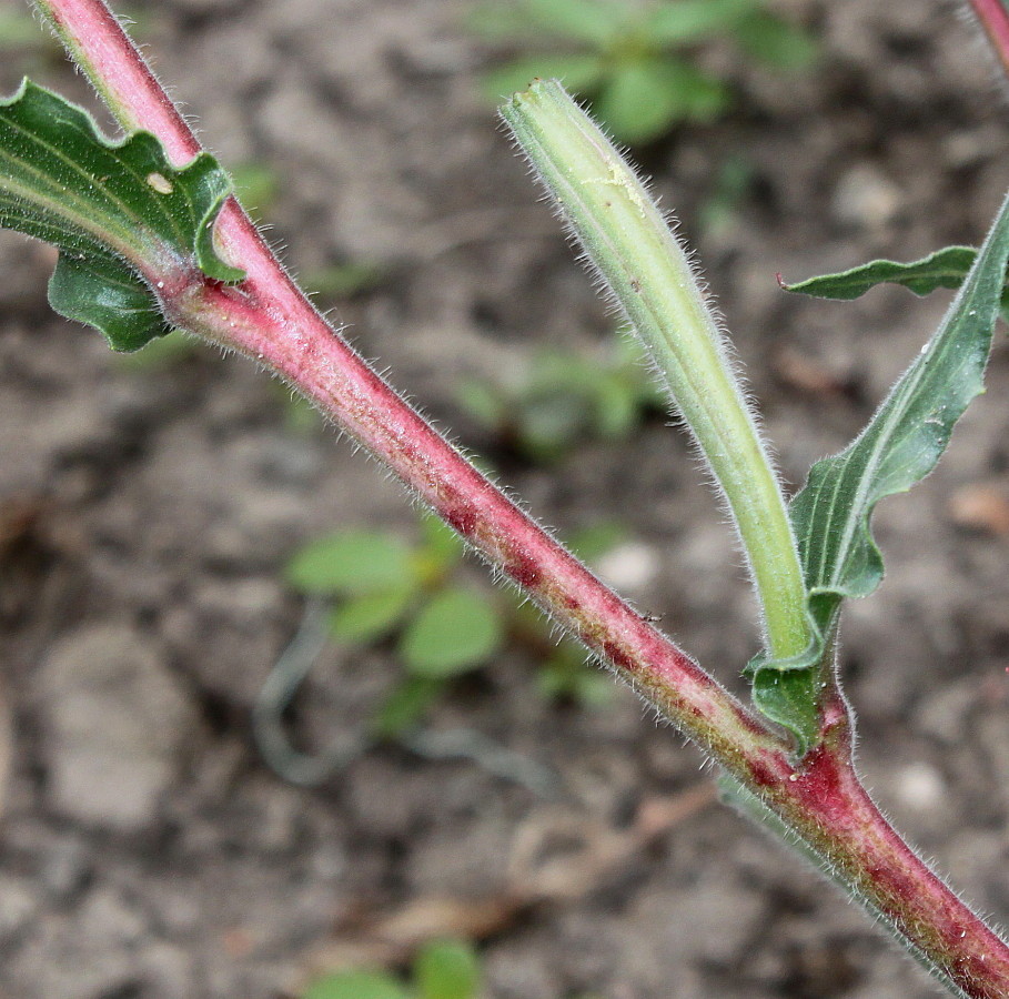 Изображение особи Oenothera argillicola.