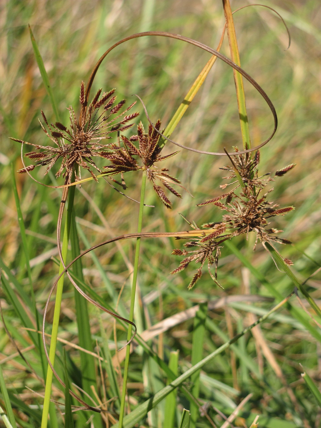 Изображение особи Cyperus glaber.