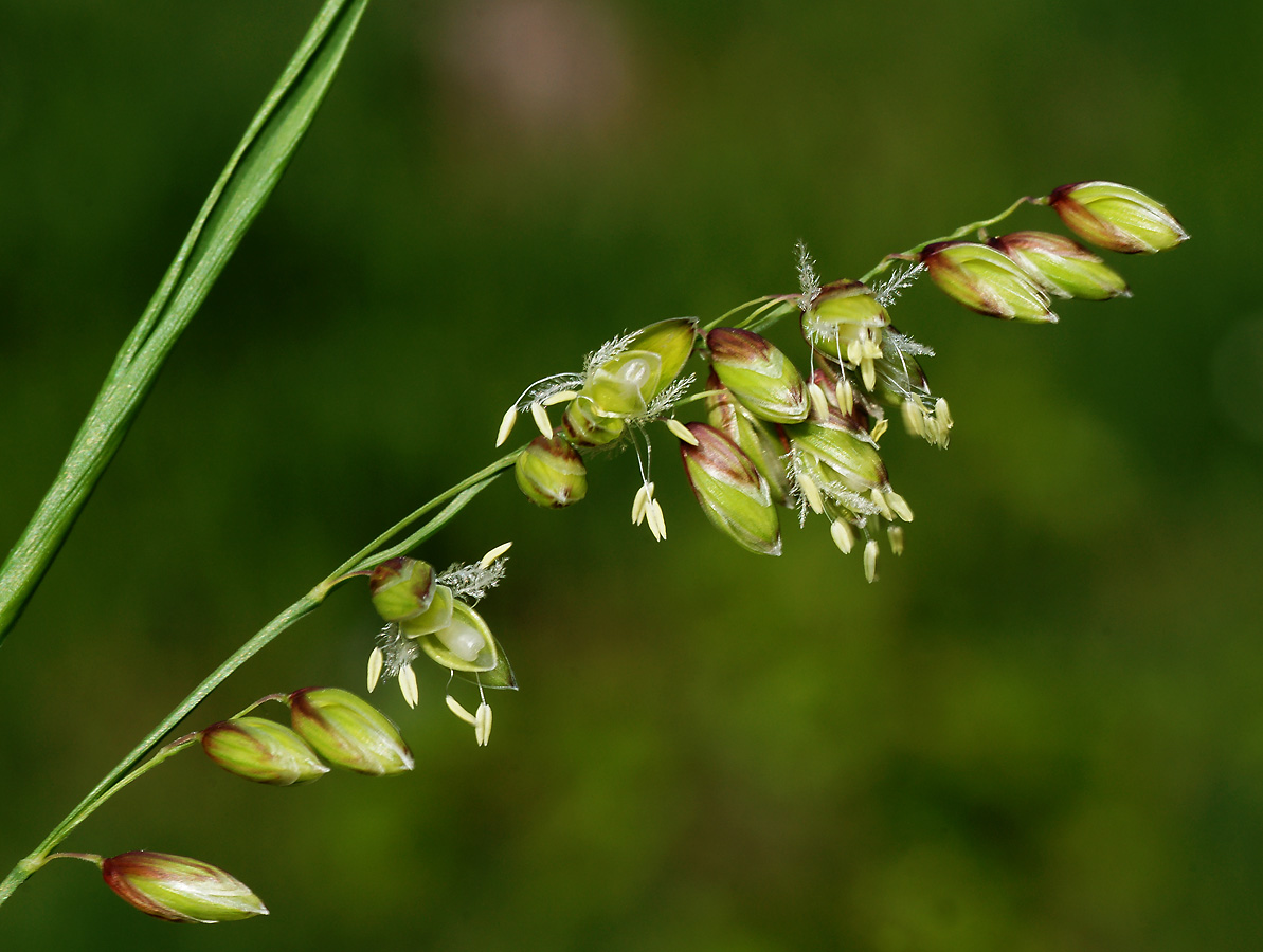 Image of Melica nutans specimen.