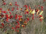 Crataegus crus-galli